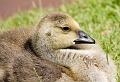 Canada Goose Chick